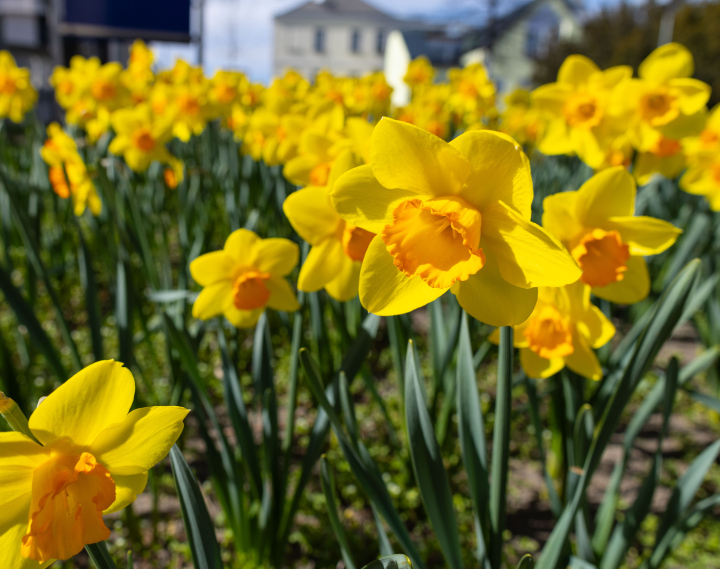 Kwitnące Żonkile w mieście
