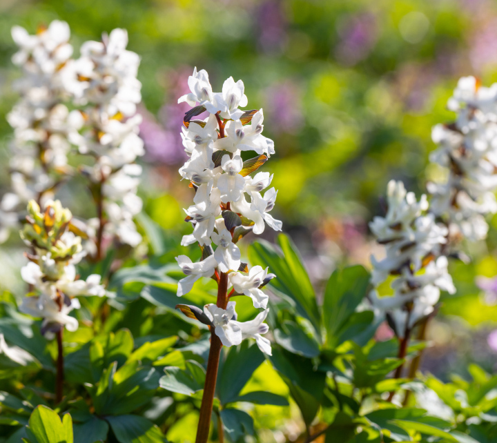 Kokorycz kwitnąca na biało