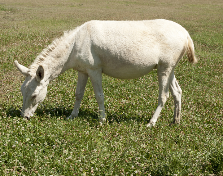 Mały Biały Konik