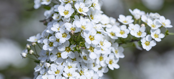 Białe Kwiaty Wiśni