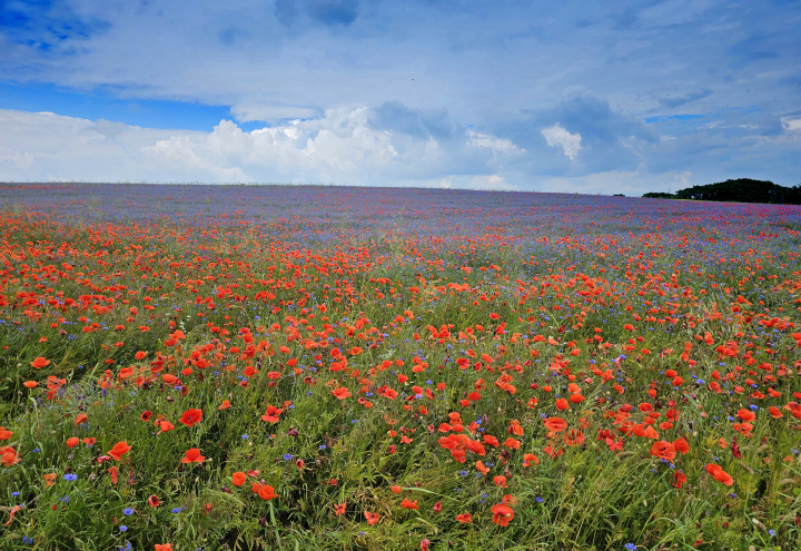Czerwone maki na łące