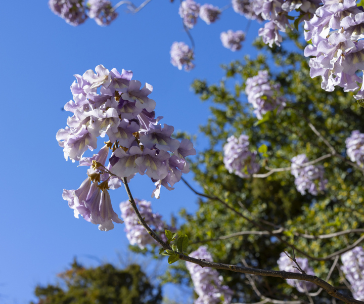 Paulownia tomentosa