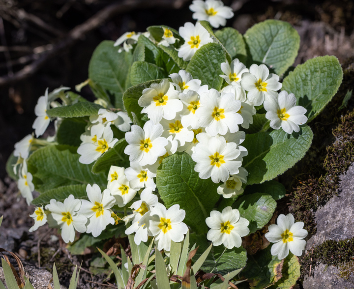 Kwitnący Pierwiosnek