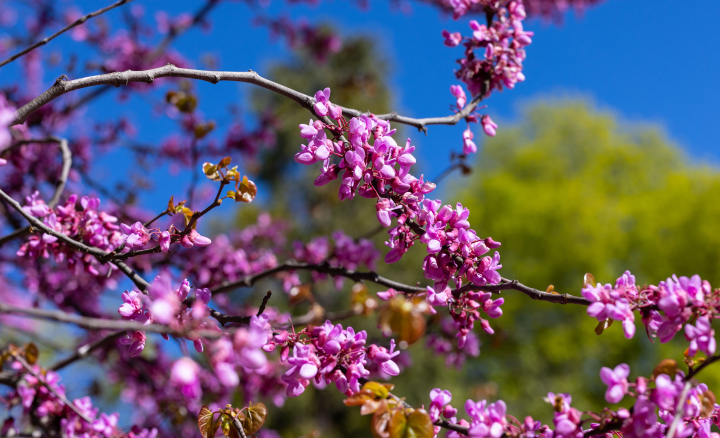 Judaszowiec kwitnący krzew - zdjęcie stockowe