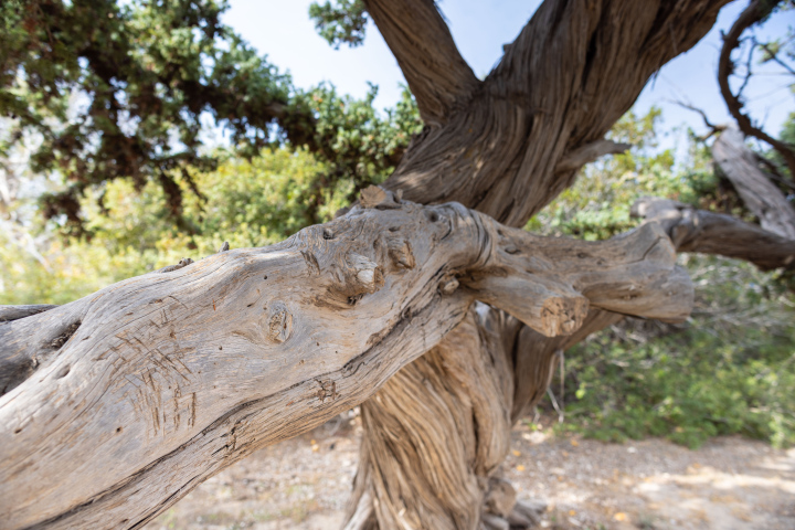 Poskręcany pień starego jałowca