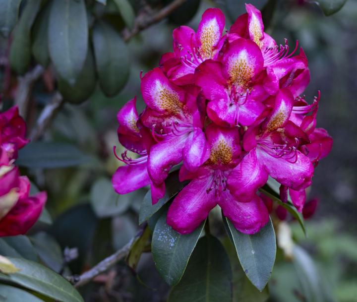 Czerwony Rododendron