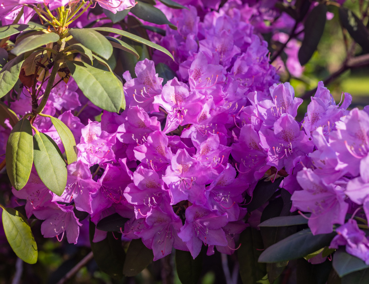 Fioletowy rododendron, kwitnienie