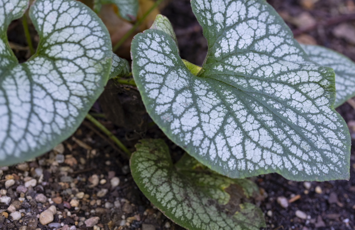 Brunnera Wielkolistna 