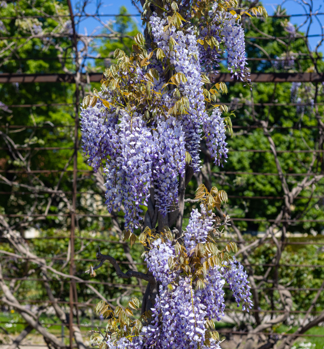 Kwitnące wisteria na pergoli