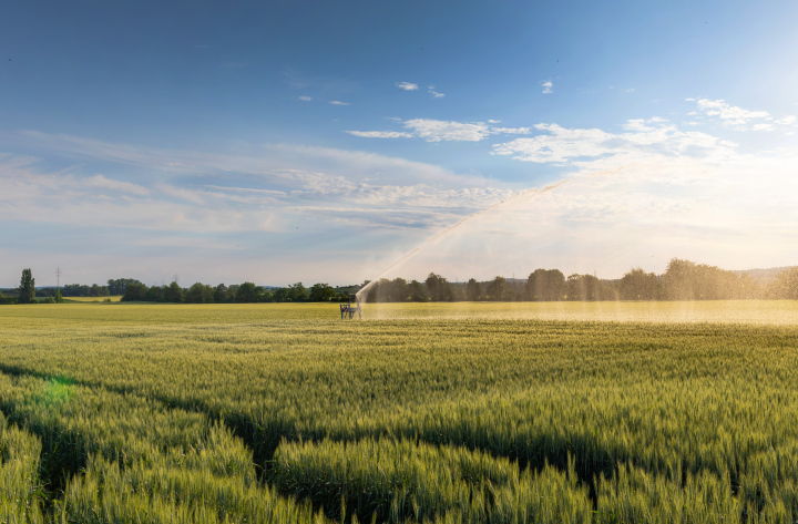 Uprawa zboża na polu