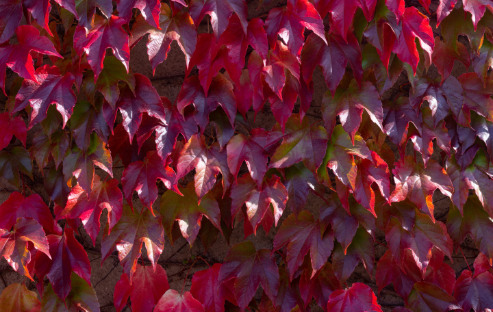 Winobluszcz Trójklapowy, Pnącze na murze