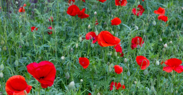 Czerwone Maki na Łące