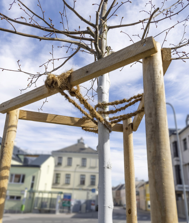 Młode drzewo zamocowane do palików