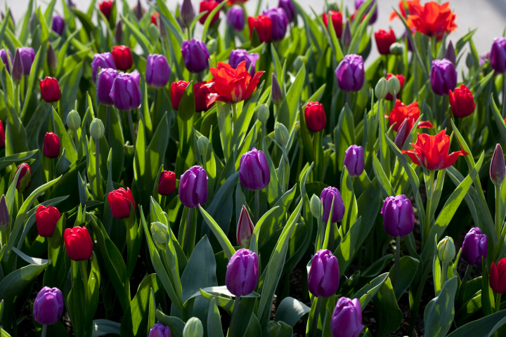 Fioletowe Tulipany W Uprawie Ogrodowej