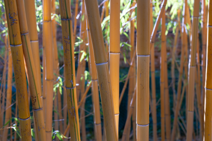 Phyllostachys vivax f. aureocaulis - zdjęcie stockowe