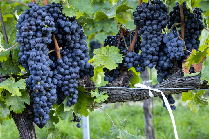 Ciemne Winogrona Na Wino