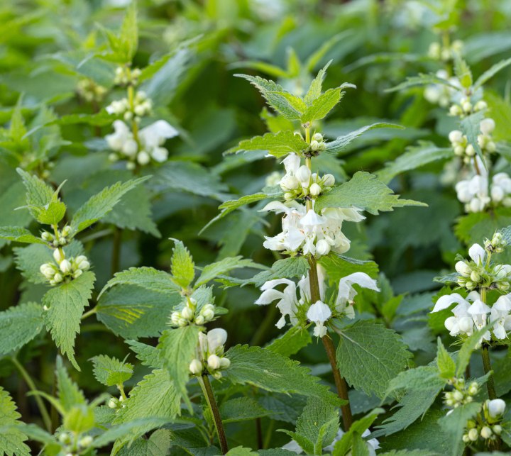 Jasnota Biała - kwitnienie, zdjęcie stockowe