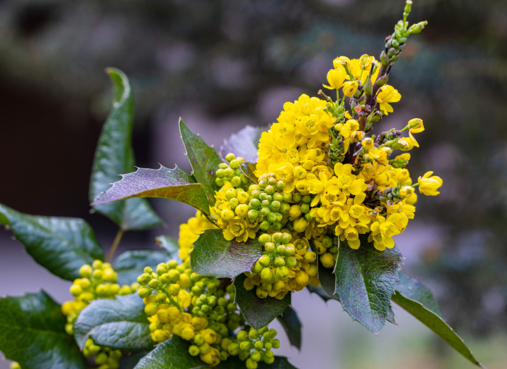 Mahonia pospolita, kwiaty - wysoka rozdzielczość