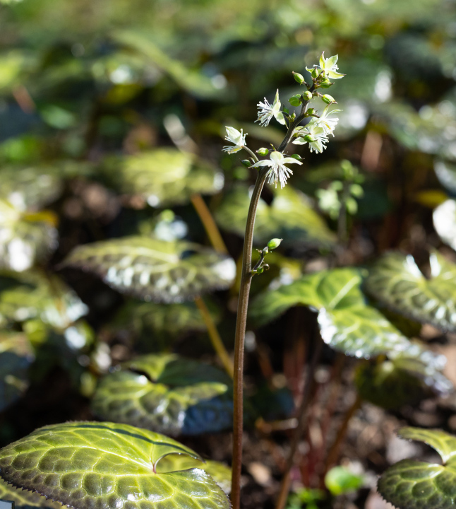 Beesia calthifolia - kwitnienie 