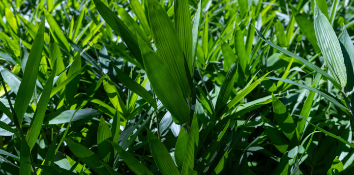 Bujna Roślinność w Słońcu