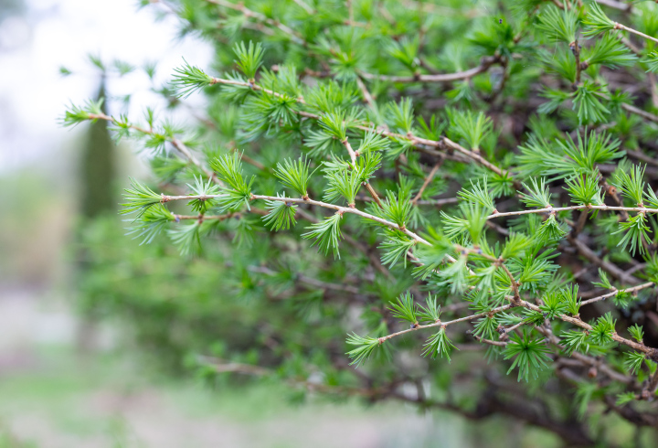 Młode Igły na Gałęziach Modrzewia - zdjęcie stockowe