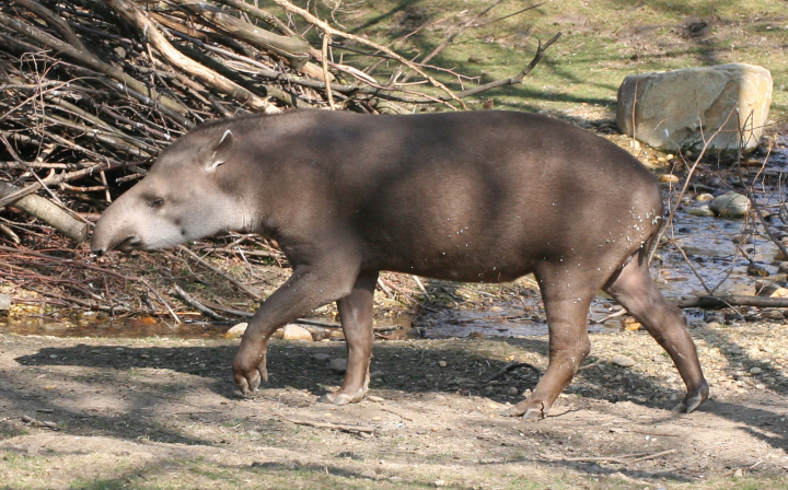 Tapir na Spacerze