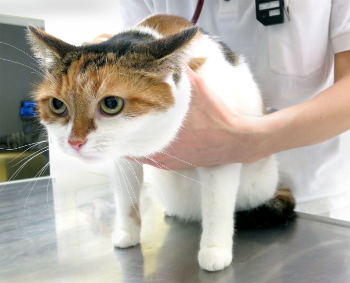 Kot U Weterynarza