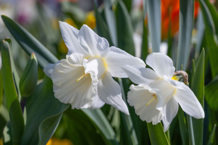 Biały Żonkil, kwiat - zdjęcie stockowe