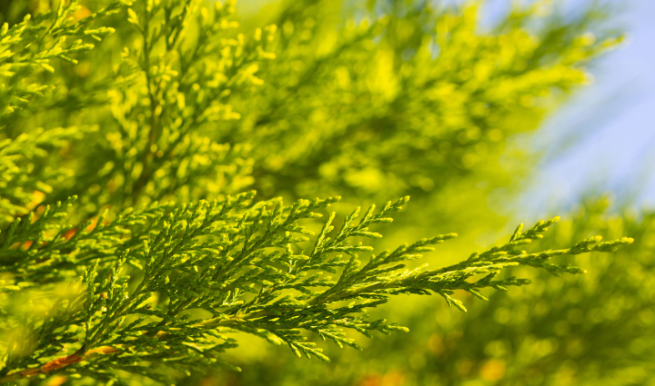 Gałąź Krzewu Iglastego