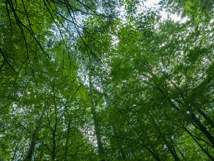 Korony Drzew w Lesie