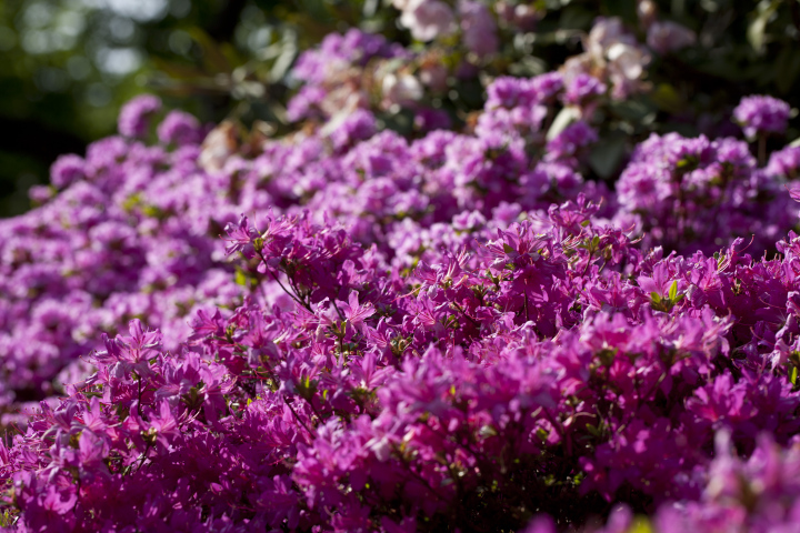 Rododendron Różowy