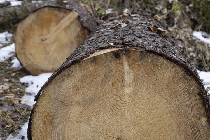 Ścięte Drzewa, pnie.