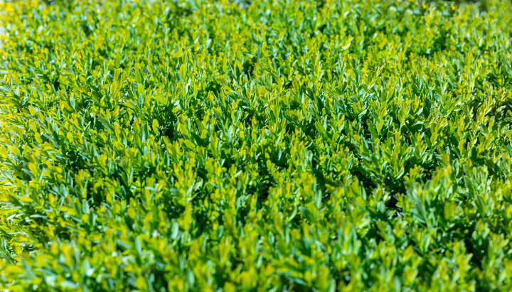 Gęste Pędy Bukszpanu - zdjęcie stockowe wysokiej rozdzielczości