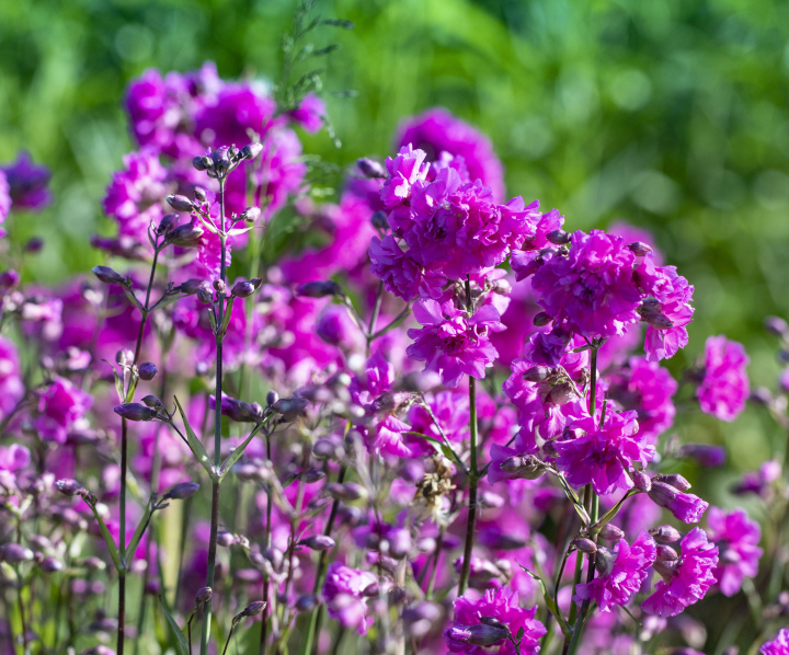 Firletka smółka Plena