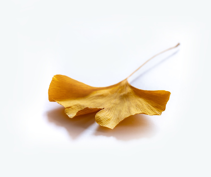 Suchy Liść Miłorzębu