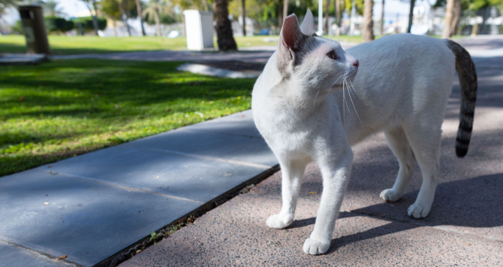 Biały Kot w Parku