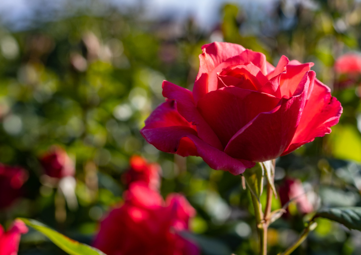 Kwitnąca róża w ogrodzie