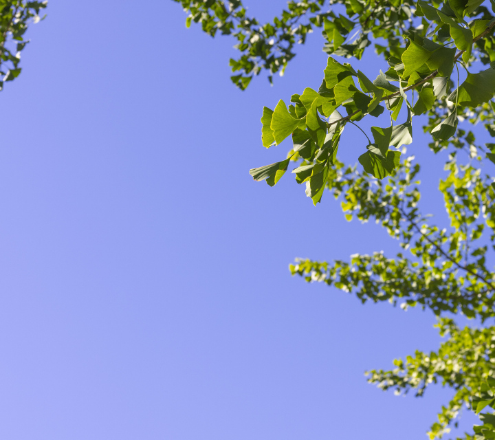 Miłorząb - liście na tle nieba