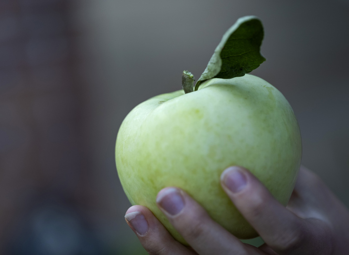 Wczesna odmiana jabłoni, zielone jabłko z liściem