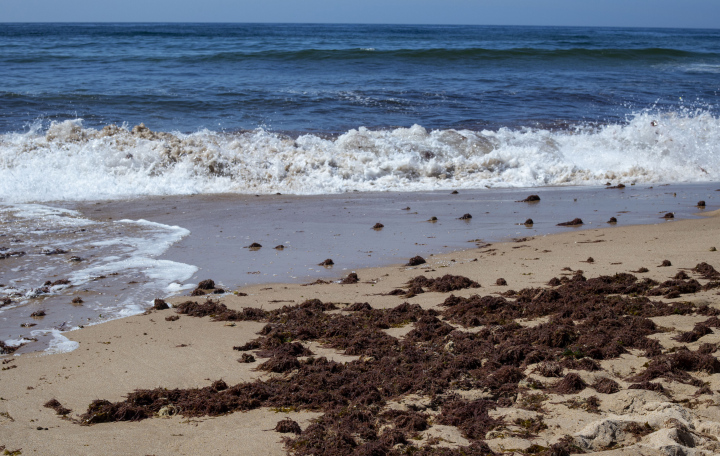 Wodorosty na Piaszczystej Plaży