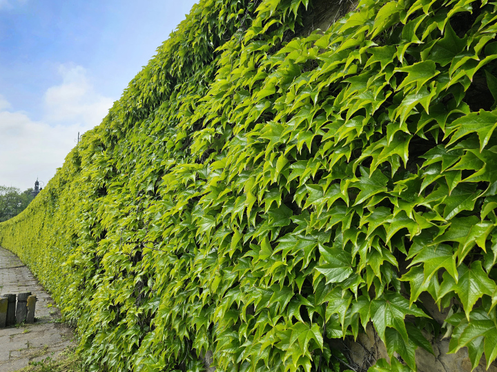 Winobluszcz Trójklapowy na murze