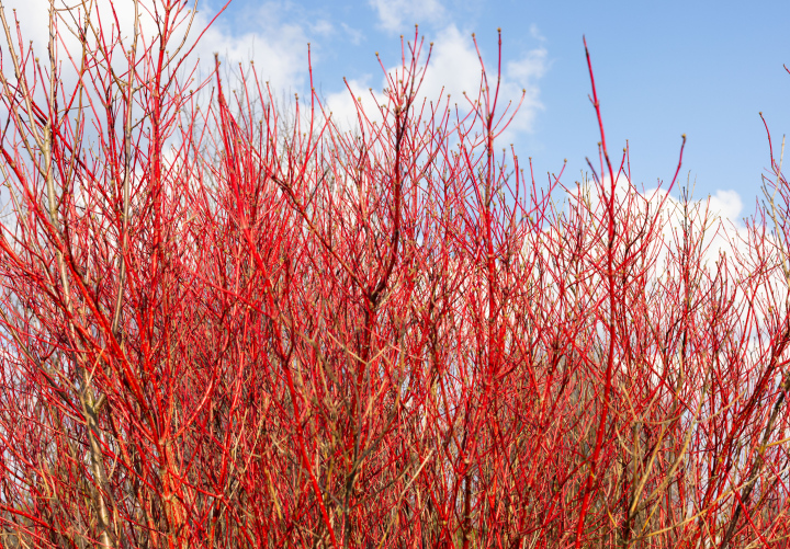 Czerwone Gałęzie Krzewów Derenia