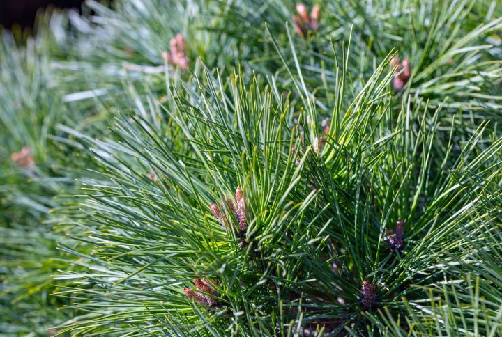 Igły Sosnowe - zdjęcie stockowe