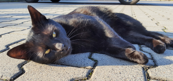 Czarny Kot W Letni Dzień