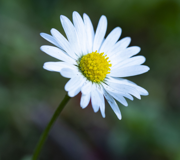 Biała Stokrotka - darmowe zdjęcie