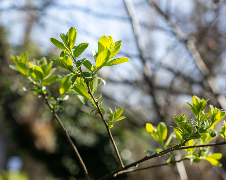 Wierzba Szara - zdjęcie stockowe