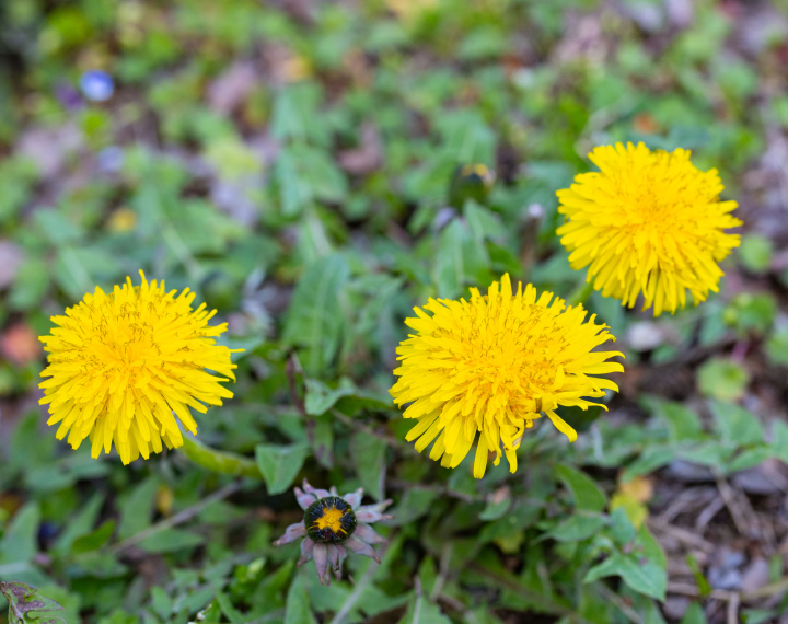 Kwitnący Mniszek Lekarski