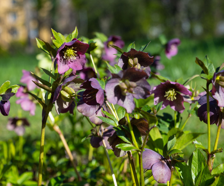 Helleborus orientalis w czasie kwitnienia- zdjęcie stockowe