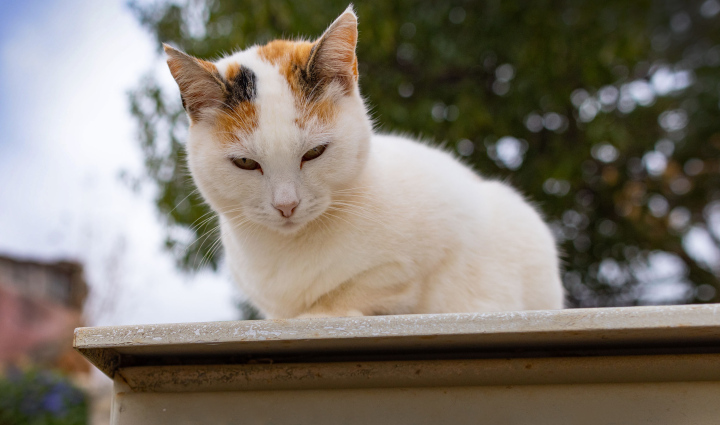 Leniwy Kot o jasnej sierści.