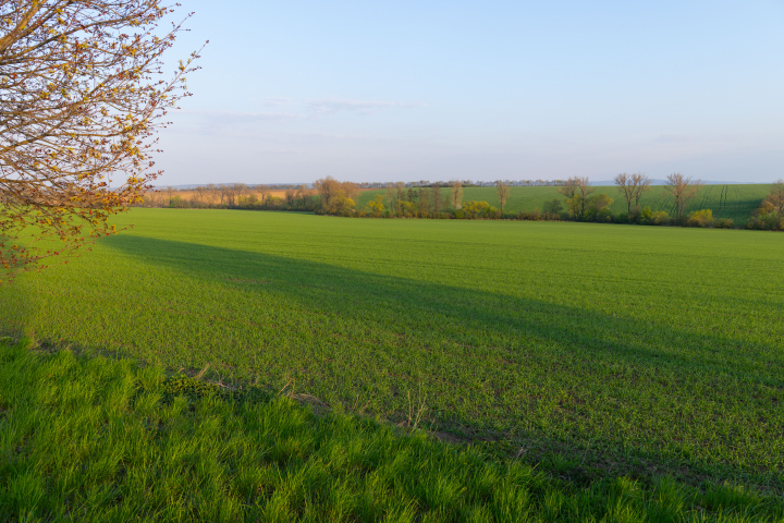 Zasiewy na Polu Uprawnym zdjęcie stockowe